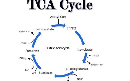 Krebs/TCA/Citric Acid Cycle