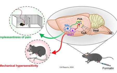 Regulating sensory and affective aspects of pain