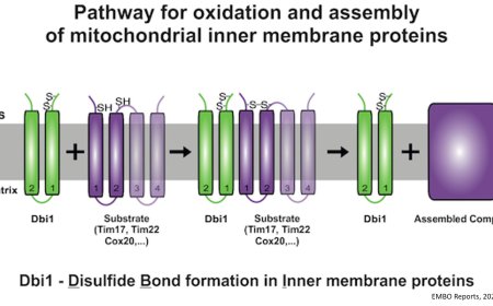 Mitochondrial inner membrane proteins assembly