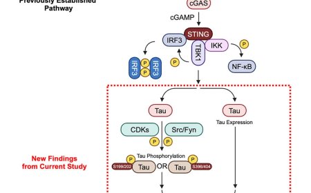 The role of herpes in Alzheimer’s disease