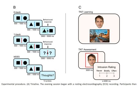 Sleep prevents unwanted memories from intruding