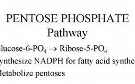 Pentose phosphate Pathway