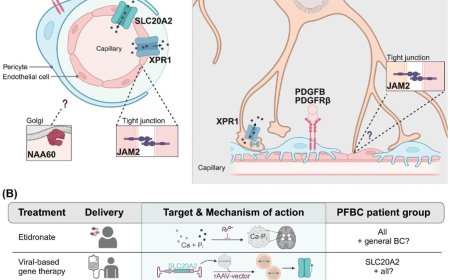 Pi -ecing together brain calcification mechanisms for therapeutic advancement