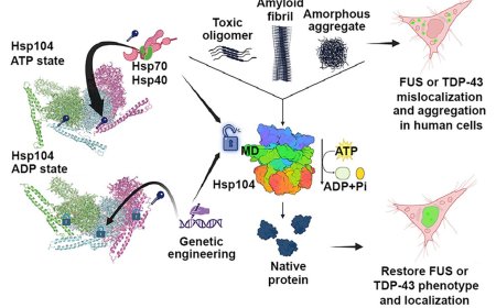 Hsp104 redesigned to mitigate FUS and TDP-43 proteinopathies