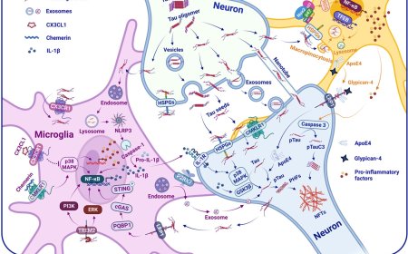 Tau in Alzheimer’s disease