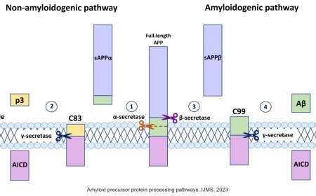 Amyloid Precursor Protein and Alzheimer’s Disease