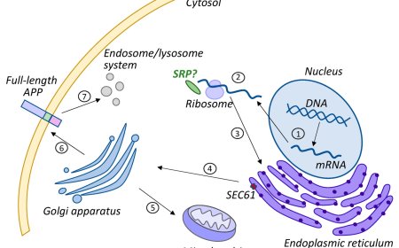 Amyloid precursor protein in Alzheimer's disease