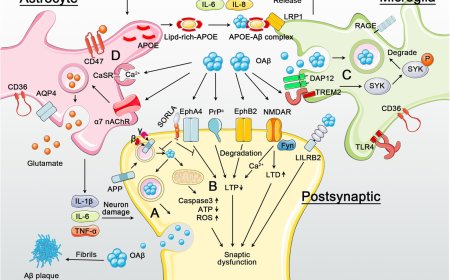 Molecular and cellular mechanisms underlying the pathogenesis of Alzheimer’s disease