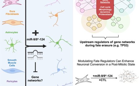 Direct neuronal conversion of somatic cells by microRNAs