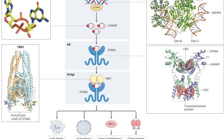 Regulation of cGAS–STING signalling