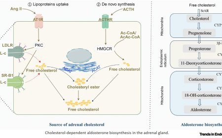 Targeting cholesterol-dependent adrenal steroidogenesis for management of primary aldosteronism