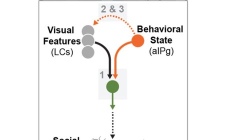 How aggression affects vision in flies?
