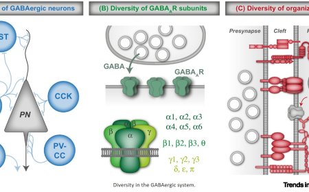 GABAergic synapse diversity in the brain!