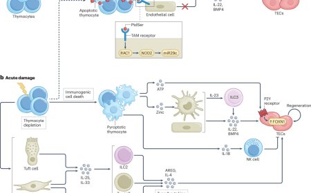 Endogenous thymic regeneration: restoring T cell production following injury