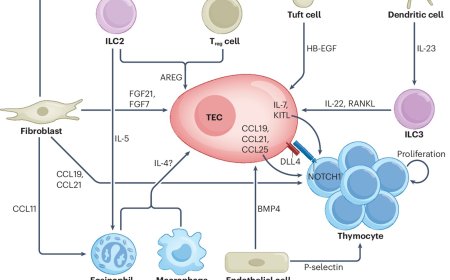 Restoring T cell production in thymus following injury