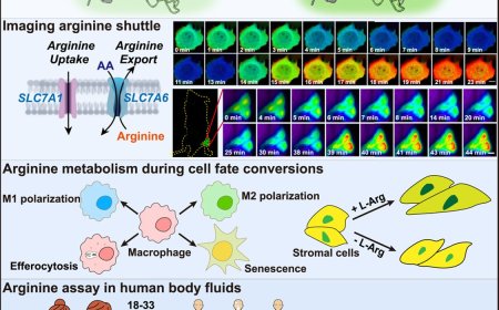 Arginine sensor for simple and fast arginine assay for human body fluids