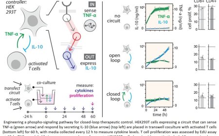 Synthetic phosphorylation signaling networks in human cells