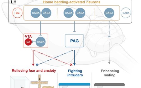 GABAergic subpopulations for home-driven behaviors in mice