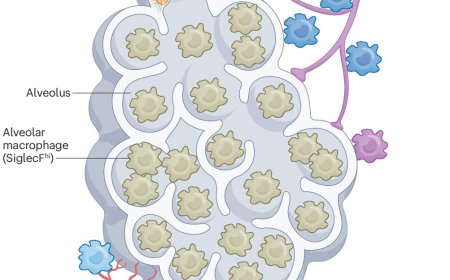 How macrophage heterogeneity affects tuberculosis disease and therapy