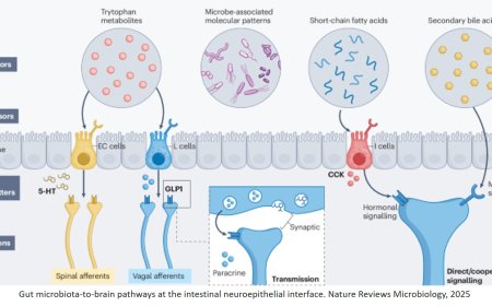Microbiota–neuroepithelial signalling across the gut–brain axis