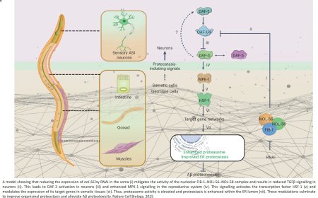 Alleviating Aβ proteotoxicity
