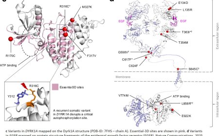 Two new gene variants linked to epilepsy identified!