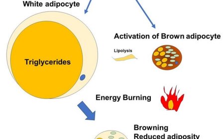Liver protein SerpinA1 enhances fat browning and glucose control