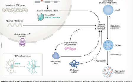 RNA dysregulation in neurodegenerative diseases