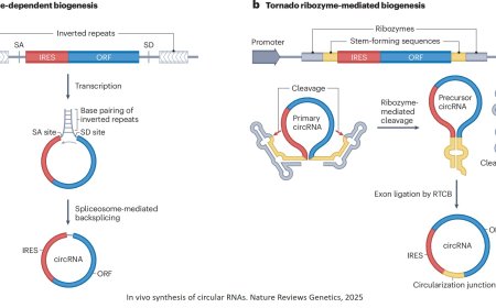 The therapeutic potential of circular RNAs
