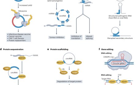 Circular RNAs as drugs!