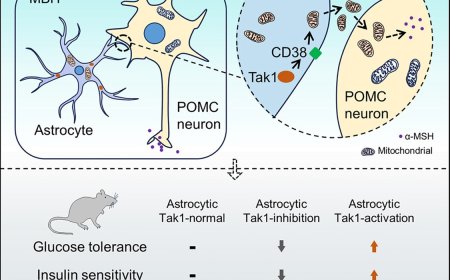 Tak1 licenses mitochondrial transfer from astrocytes to POMC neurons to maintain glucose and cholesterol homeostasis