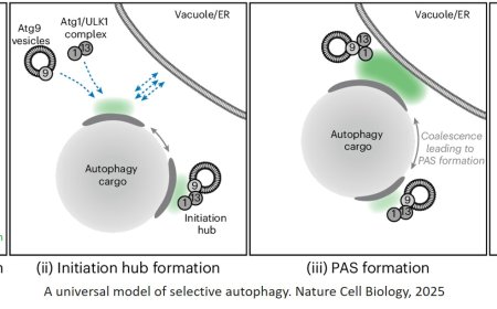 Phase separation and autophagy