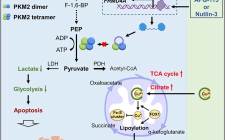 Role of circular RNA in p53 mediated  suppression of cancer development