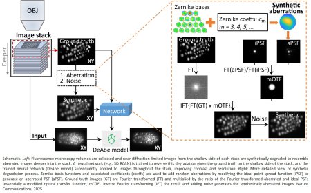 AI improves contrast and resolution in fluorescence microscopy
