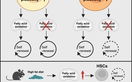 Long-chain fatty acid oxidation affects hematopoietic stem cells in aged mice