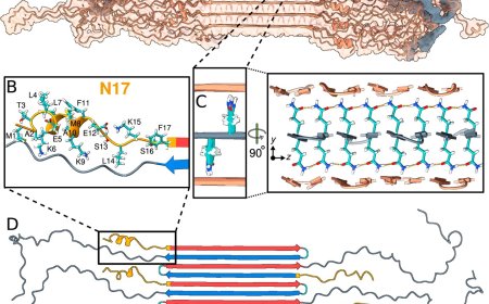 Structure of Huntington’s disease protein uncovered!