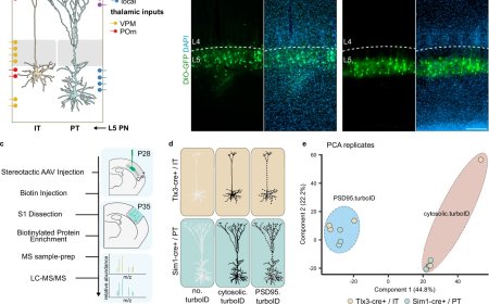 Vulnerabilities of layer 5 pyramidal neurons identified!