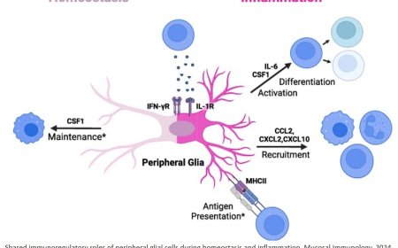 Glial-immune interactions in barrier organs