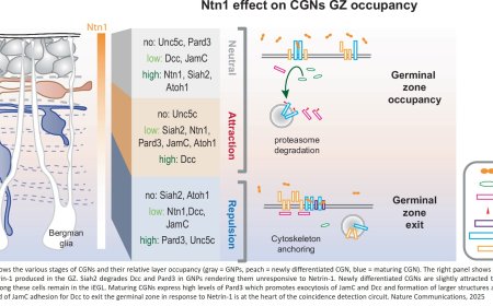 Mechanism to bring newborn neurons out of the neuronal nest