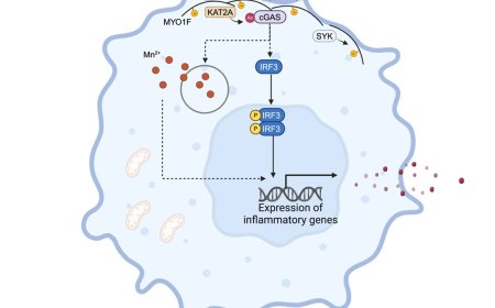 MYO1F positions cGAS on the plasma membrane to ensure full and functional signaling