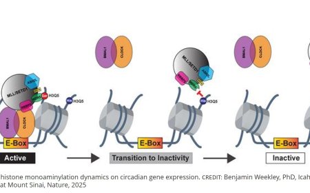 A novel mechanism regulating gene expression in the brain