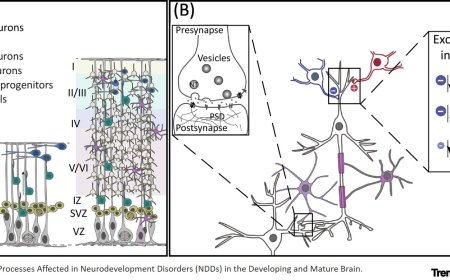 Genetics to Functional Pathways in Neurodevelopmental Disorders
