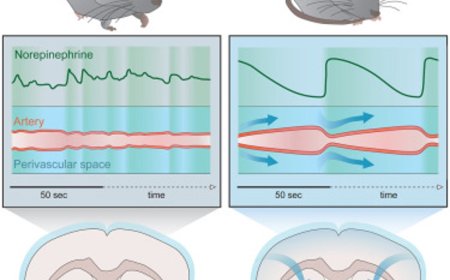 Norepinephrine-mediated slow vasomotion drives glymphatic clearance during sleep