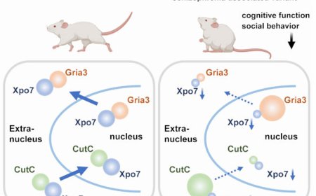 Schizophrenia-risk gene haploinsufficiency leads to cognitive and  behavioral impairments