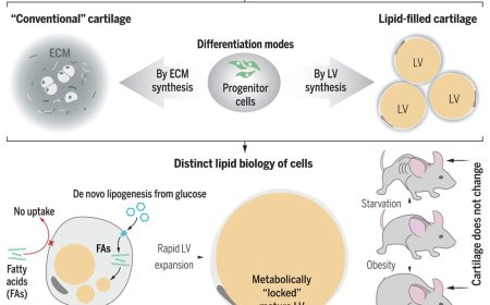 Lipid vacuoles give cartilage its shape and biomechanics