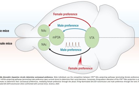 Sexually dimorphic dopaminergic circuits determine sex preference