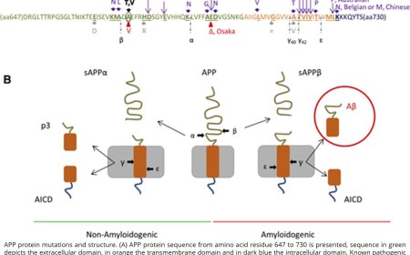 Genetics of Alzheimer’s disease
