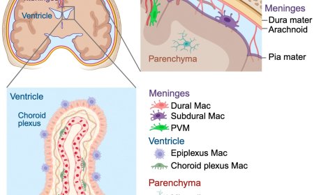 Brain macrophages in vascular health and dysfunction