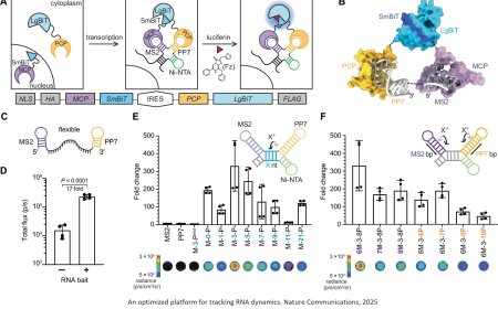 Platform for bioluminescent RNA tracking
