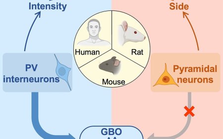 Neuronal mechanisms of pain intensity encoding